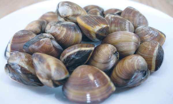 Brown Clam