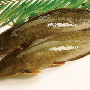 Catfish