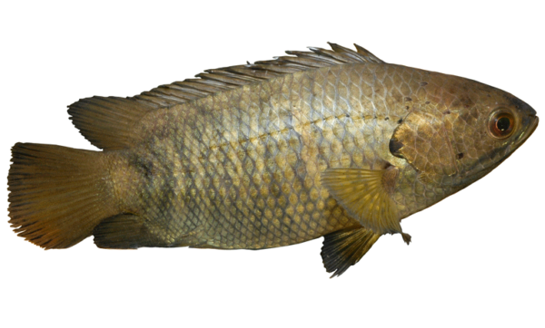 Common Climbing Perch