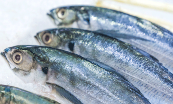 Horse Mackerel