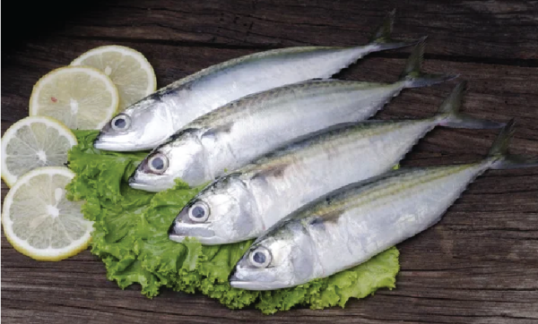 Indian Mackerel