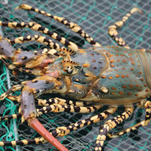 Lobster