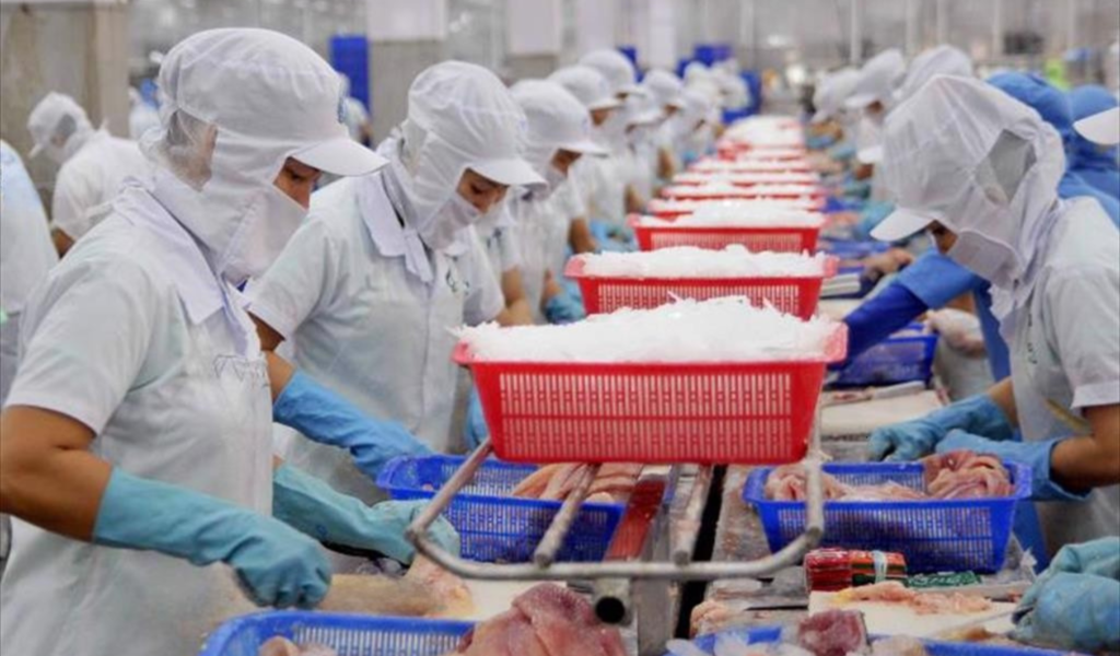 vietnam's pangasius export