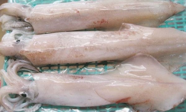 Whole Round Squid