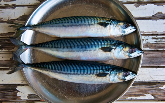 Mackerel fish