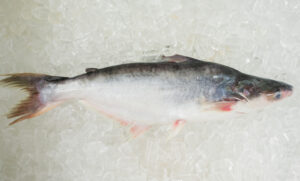 Pangasius