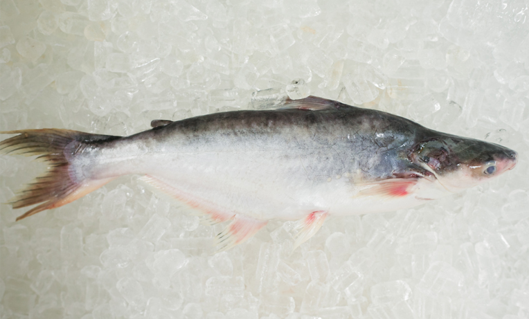 Cream Dory - Pangasius