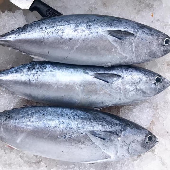 Tuna