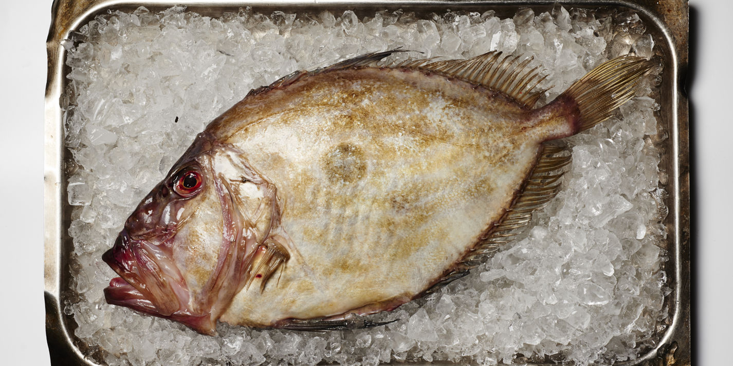John Dory - Zeus Faber 