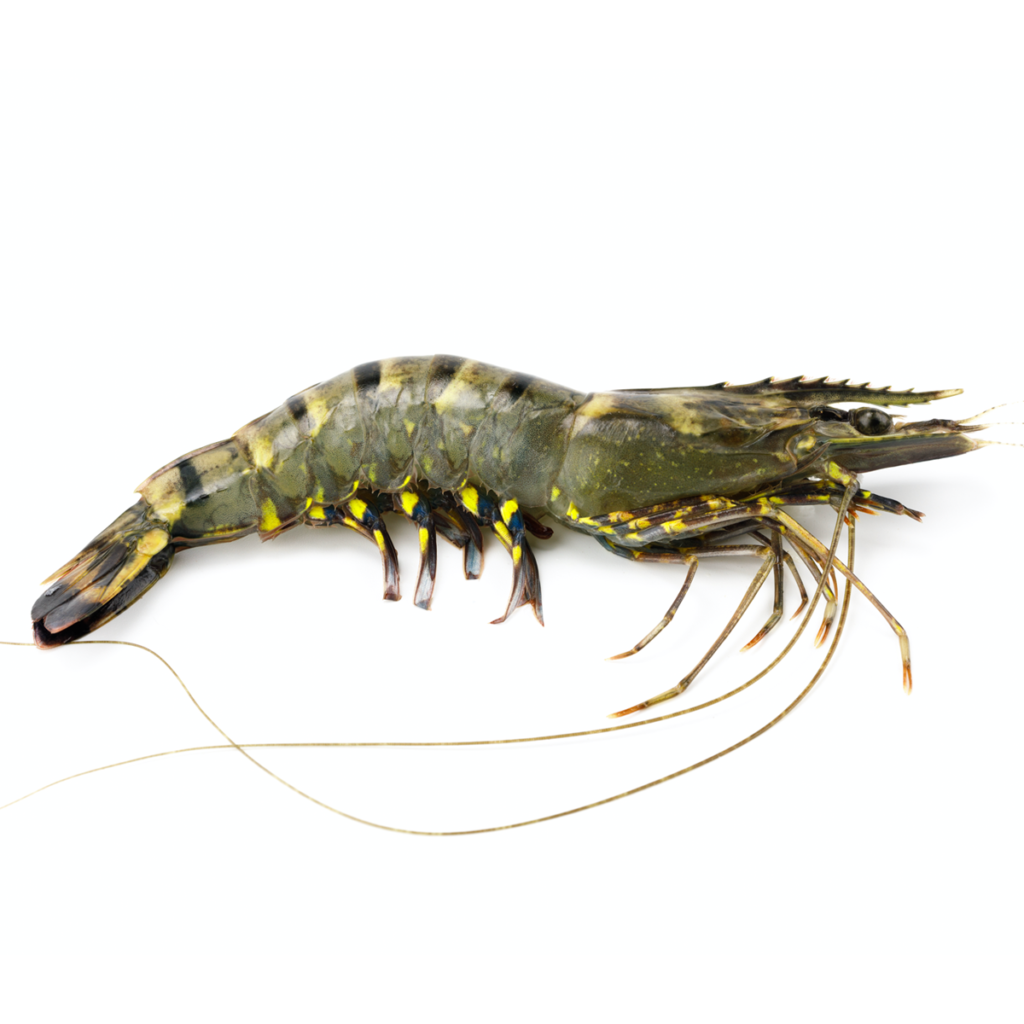 Vietnam Black Tiger Shrimp